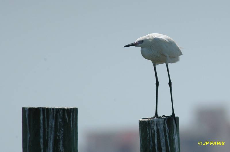 Egretta rufescens